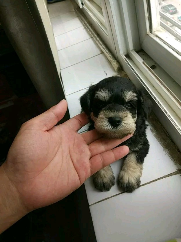 雪纳瑞幼犬一个月照片