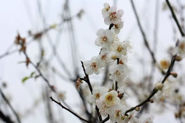 广东省的梅花